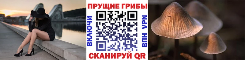 Псилоцибиновые грибы Magic Shrooms  Петрозаводск 